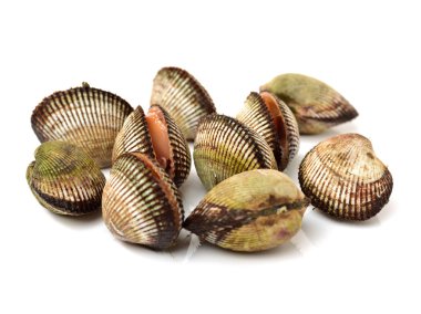 Çiğ istiridye kabukları