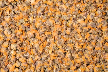 eski fotoğrafı yakın çekim 