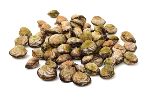 Almejas crudas en conchas — Foto de Stock
