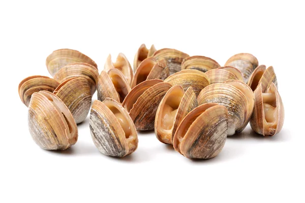 Lotes de conchas do mar vieiras — Fotografia de Stock