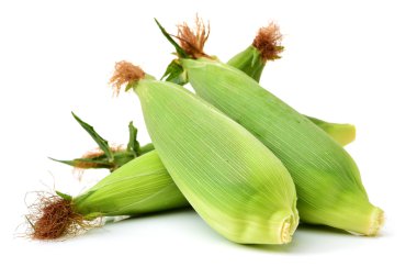 Mısır üzerinde beyaz backgroundcorn 