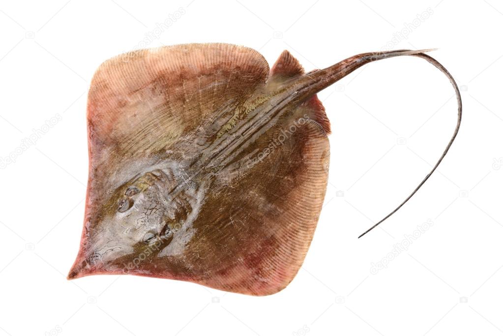 Fresh ray fish isolated on 