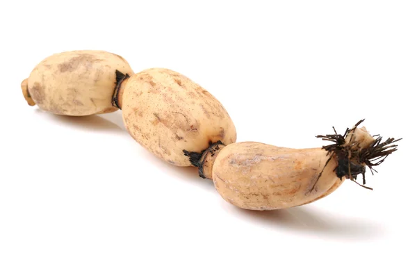 Lotus root on the white — Stock Photo, Image