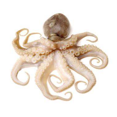 beyaz zemin üzerine ahtapot