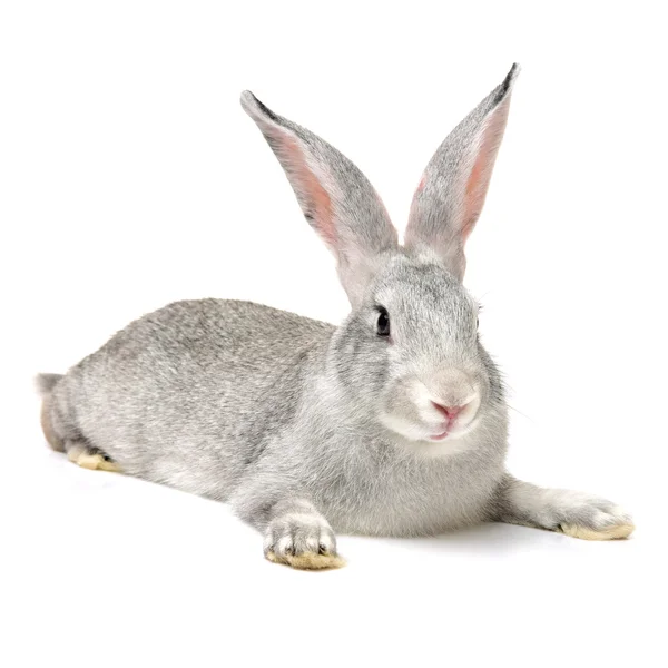 Сірий кролик на білому — стокове фото