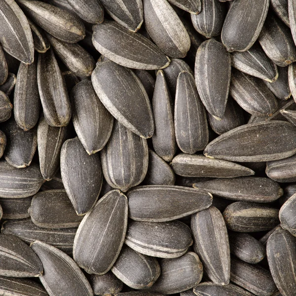 Sunflower seeds background closeup — Stock Photo, Image