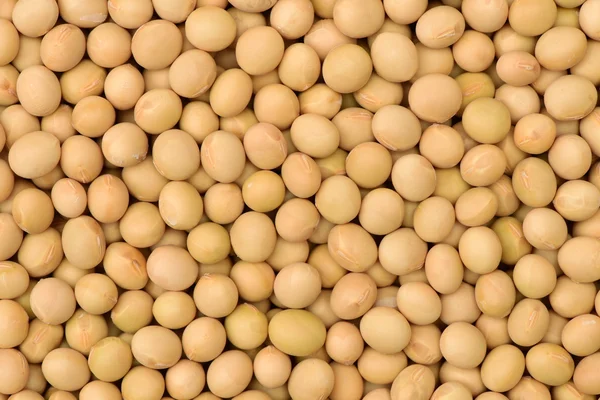 Pile de fèves de soja séchées — Photo