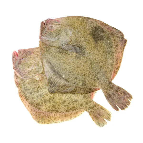 Psetta maxima (Turbot Fish) on — Stock Photo, Image