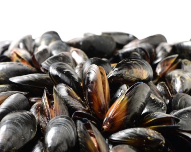 Beyaz midye yakın çekim