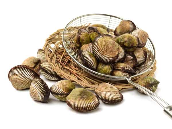 Scallop sea shells — Stock Photo, Image