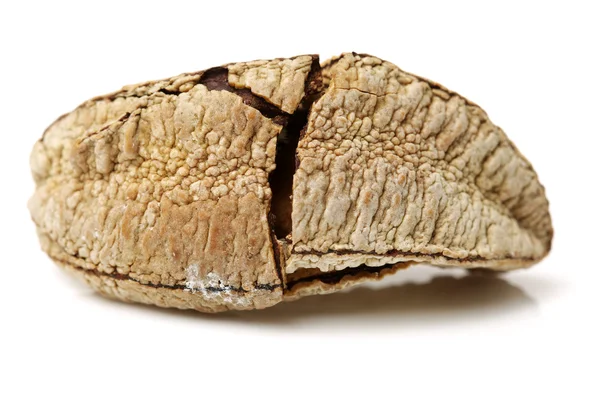 Close up de concha no fundo branco — Fotografia de Stock