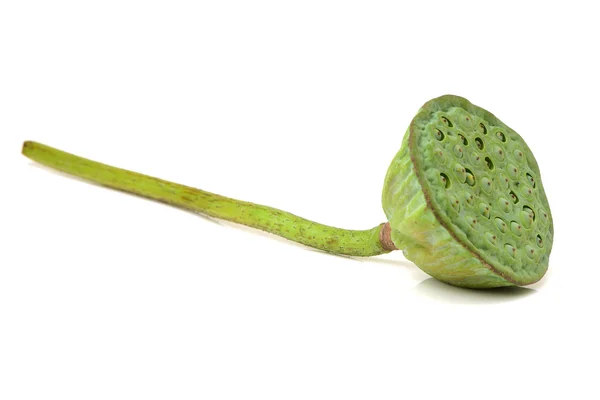 흰색 절연 로터스 seedpod — 스톡 사진