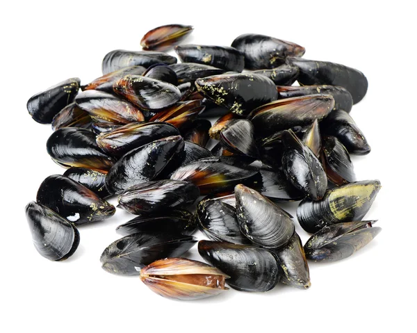 Fresh mussel on white background — Stock Photo, Image