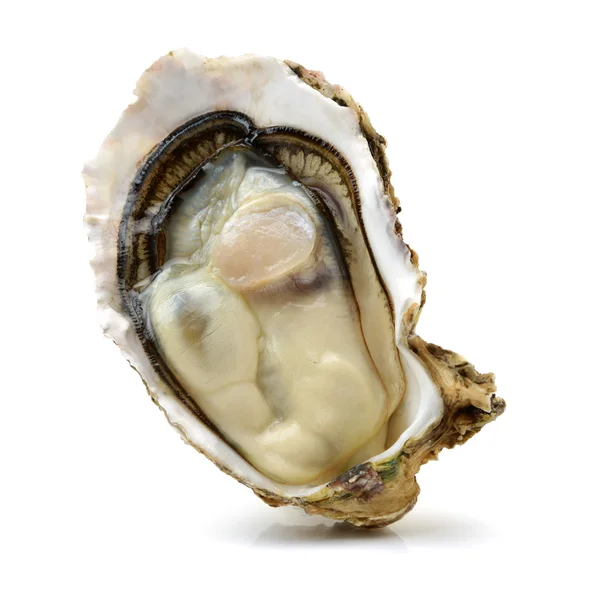 Verse oesters op witte achtergrond — Stockfoto