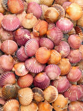 Deniz kabukları kabuklar! -çeşitli 