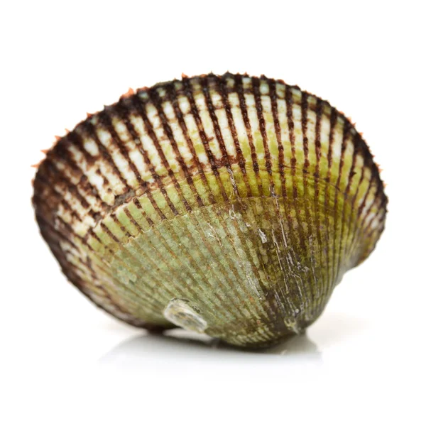 Scallop sea shell close up — Stock Photo, Image