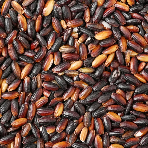 Black glutinous rice (black sticky — Stock Photo, Image