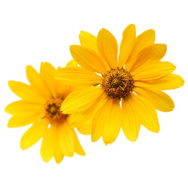 Elması çiçek (topinambur) 