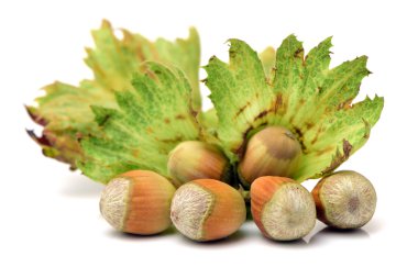 Beyaz arkaplanda fındık