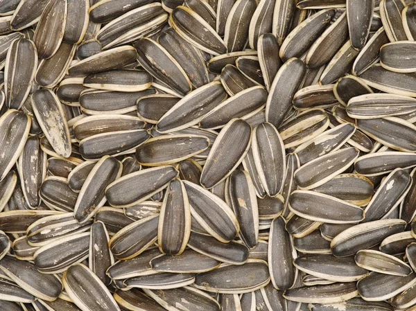 Ayçiçeği tohumu aperatif kırma için — Stok fotoğraf