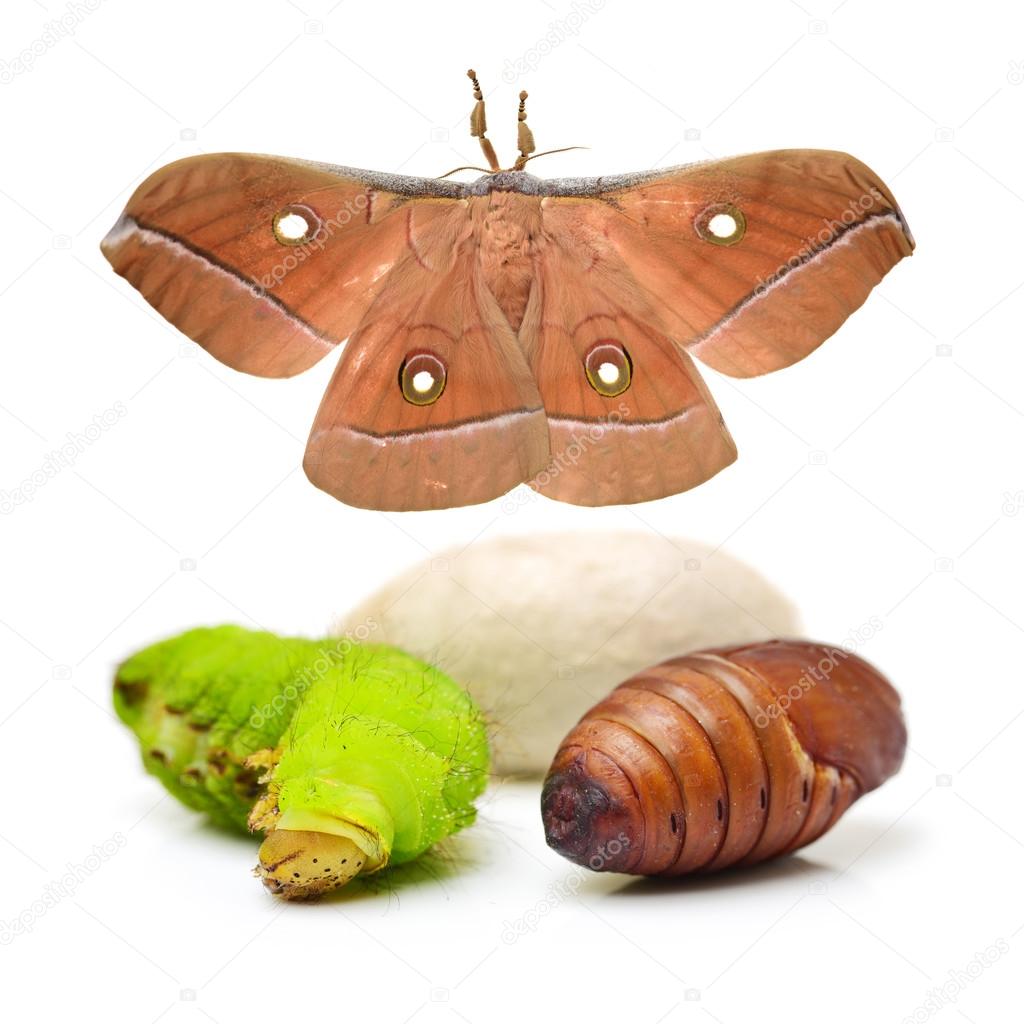 Silk moth life cycle on 