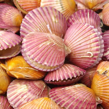 tarak deniz kabukları bir sürü 