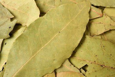 Kurumuş defne yaprakları doku arkaplanı