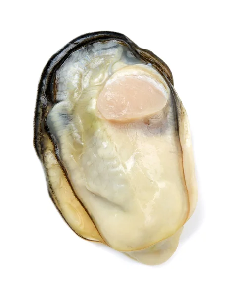 Verse oesters op witte achtergrond — Stockfoto