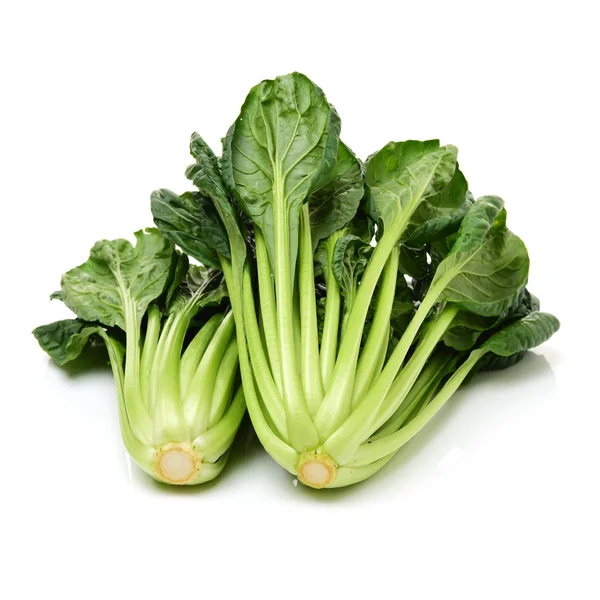 Fresh harvested Tah Tsai lettuce — Stock Photo, Image