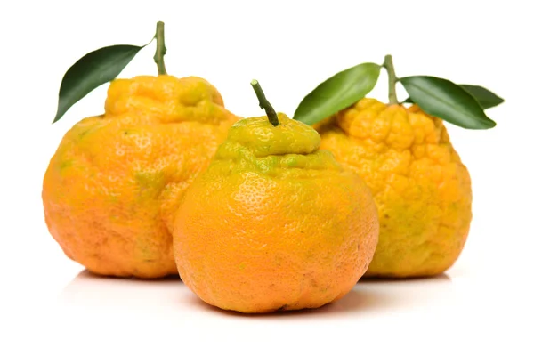 Mandarina fea en un blanco —  Fotos de Stock
