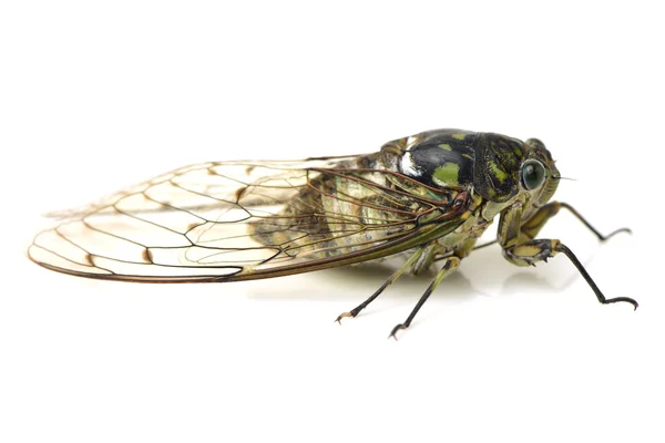 Cicadas insect isolated in North — Stock Photo, Image