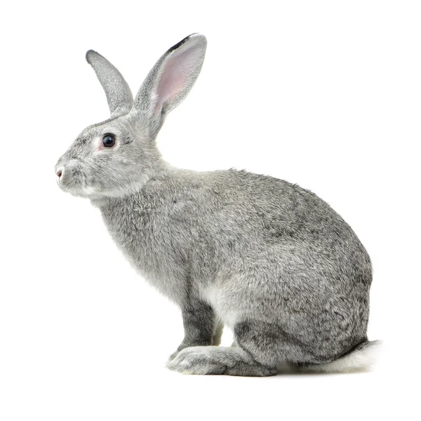 Bir beyaz gri tavşan — Stok fotoğraf