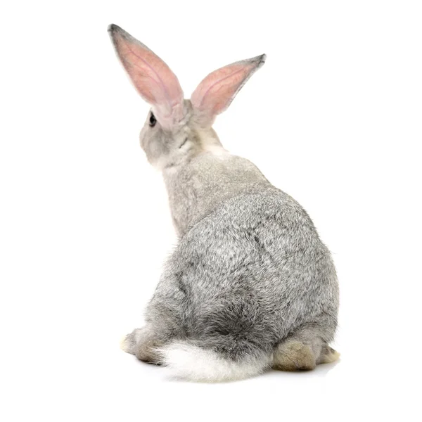 Grey rabbit on a white — Stock Photo, Image