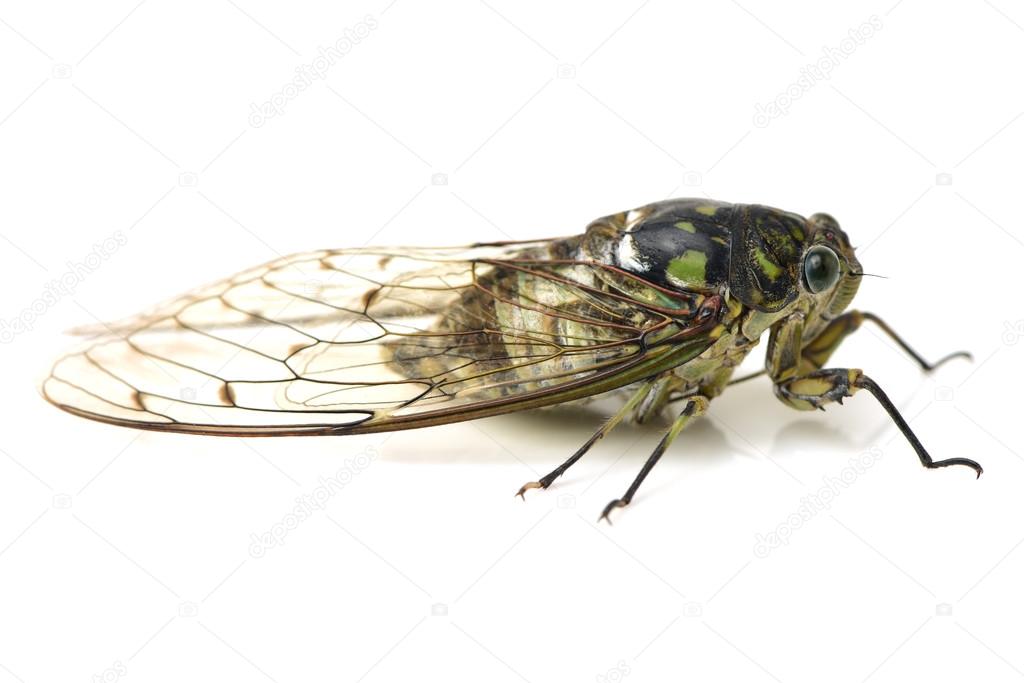 cicadas insect isolated in North 