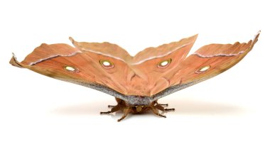 Beyaz arkaplanda taze mürekkep balıkları