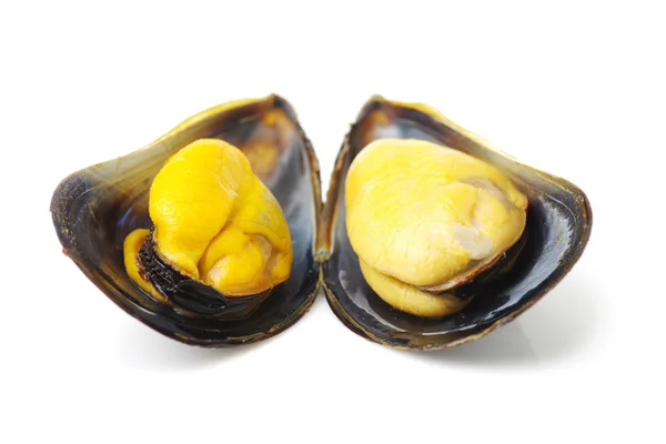 Cozze isolate su sfondo bianco — Foto Stock