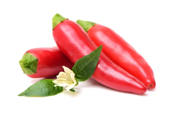 Κόκκινες πιπεριές τσίλι σε λευκό — Φωτογραφία Αρχείου