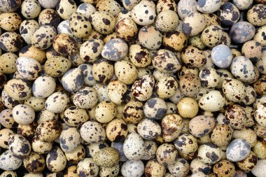 Benekli bıldırcın yumurtası 