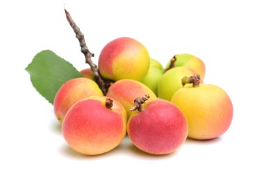 Olgun sarı kayısı ile yaprakları 