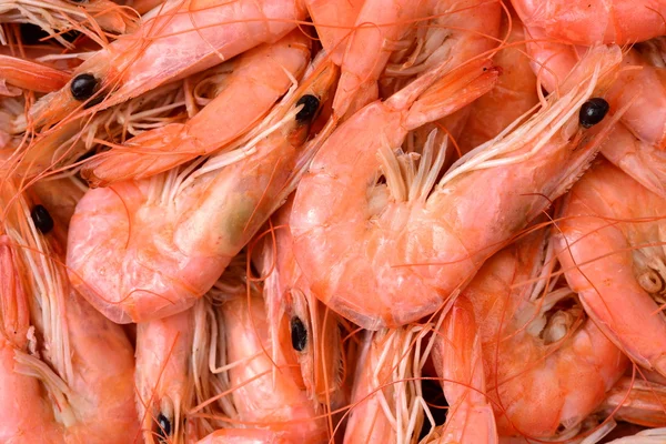 Beaucoup de crevettes en gros plan — Photo