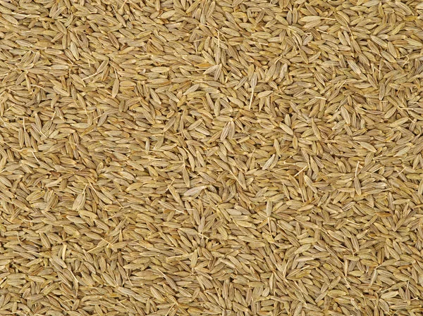 Texture, sfondo di Grano. (Vedi — Foto Stock