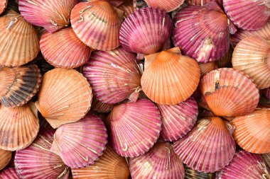 tarak deniz kabukları bir sürü 