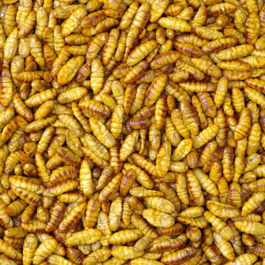 İpekböceği pupa yakın çekim