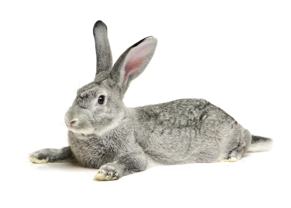 Graues Kaninchen auf einem weißen Stockfoto