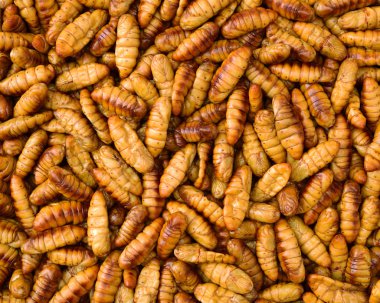 Chrysalis larva gıda Asyalılar Tayland