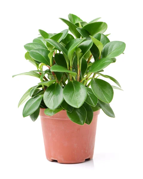 Home plant in pot on — Stock Photo, Image