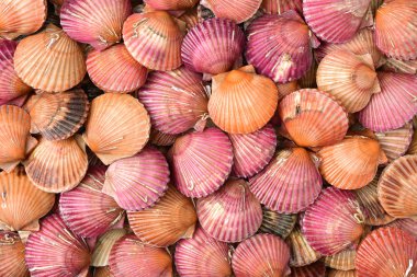 tarak deniz kabukları bir sürü birlikte arka plan kazıklı