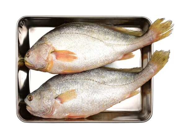 Yellow Croaker Fish On White — Stock Photo, Image