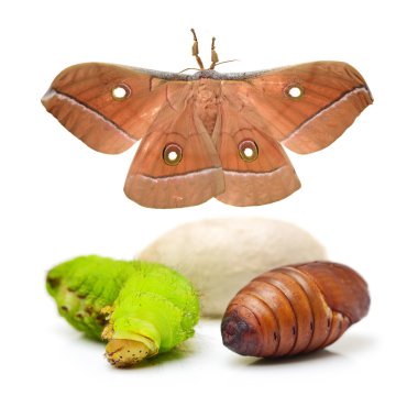 Silk moth life cycle on  clipart