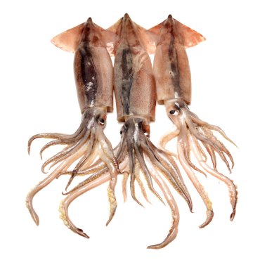 beyaz izole taze kalamar 